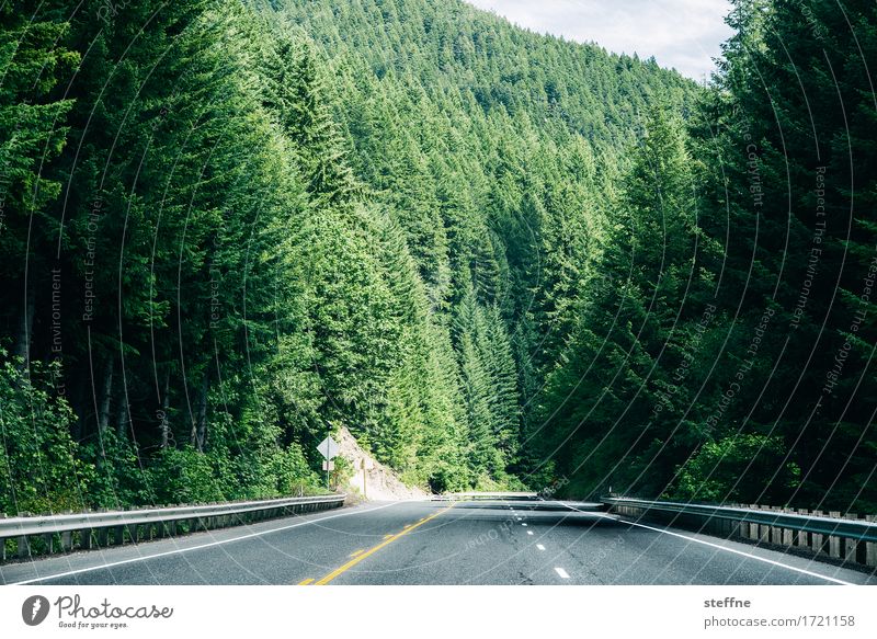 grüne Wand Natur Landschaft Sommer Schönes Wetter Baum Wald Fichtenwald USA Oregon Straße Ausflug wandern Farbfoto Außenaufnahme Textfreiraum unten