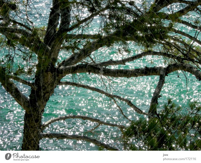 es ist nicht alles gold, was glänzt Natur Wasser Sonnenlicht Sommer Schönes Wetter Wärme Baum Wellen Küste Bucht Ostsee Insel Mallorca Spanien Europa glänzend