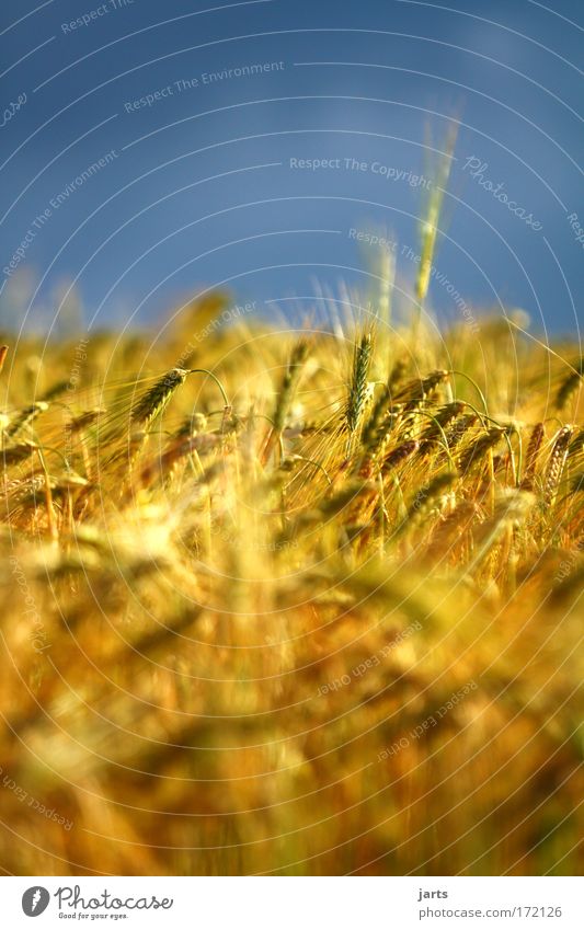 gold Farbfoto Außenaufnahme Detailaufnahme Menschenleer Tag Sonnenlicht Starke Tiefenschärfe Zentralperspektive Getreide Umwelt Natur Himmel Sommer Nutzpflanze