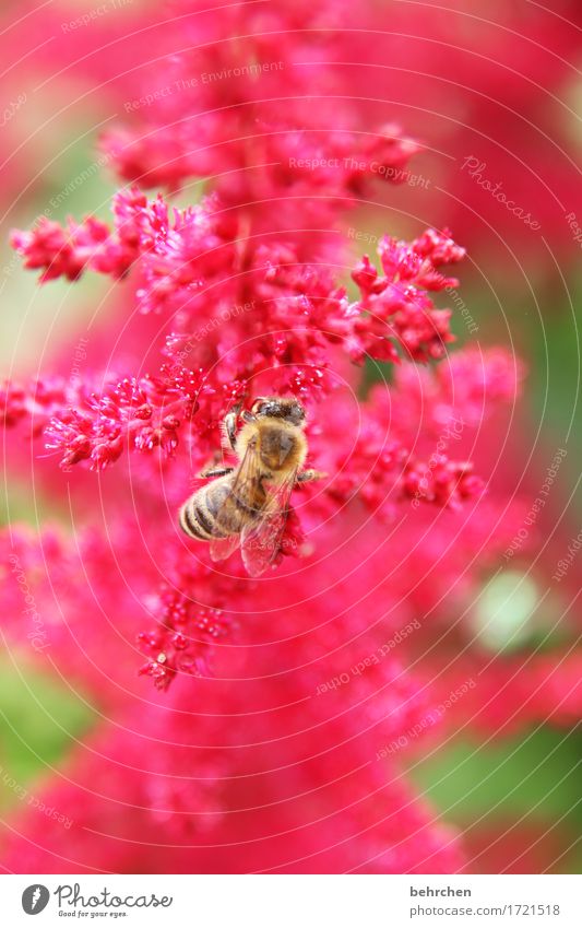 arbeit und struktur Natur Pflanze Tier Sommer Blume Blatt Blüte Garten Park Wiese Wildtier Biene Flügel 1 Blühend Duft fliegen Fressen schön rot Nektar Pollen
