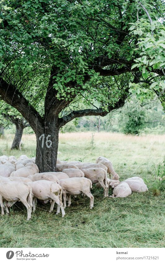 Schwäbische Landpartie | Baum Nummer 16 Umwelt Natur Landschaft Pflanze Sommer Wiese Weide Tier Nutztier Fell Schaf Schafherde Herde Erholung liegen stehen