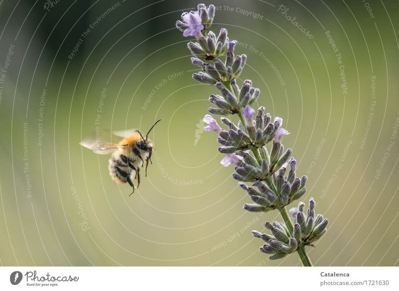 flauschig | mit Stachel Natur Pflanze Tier Luft Sommer Blume Blüte Lavendel Garten Wiese Wildtier Flügel Insekt Hummel 1 Arbeit & Erwerbstätigkeit Blühend Duft