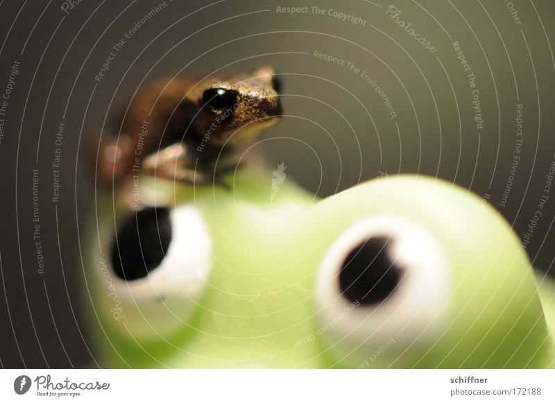 Maaama! Makroaufnahme Froschperspektive Umwelt Natur festhalten hocken Blick sitzen Geborgenheit Kröte Molch beobachten grün winzig klein Auge