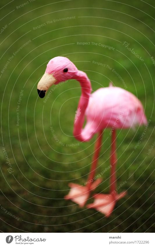 Penelope Natur Landschaft Garten Park Wiese Tier 1 Stimmung rosa grün Flamingo Haustier Dekoration & Verzierung lustig tierisch falsch Metallfeder Schnabel
