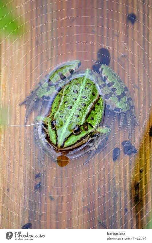 Musik | Froschkonzert Umwelt Natur Wasser Teich 1 Tier Holz sitzen grün Klima Farbfoto Außenaufnahme Nahaufnahme Muster Strukturen & Formen Menschenleer