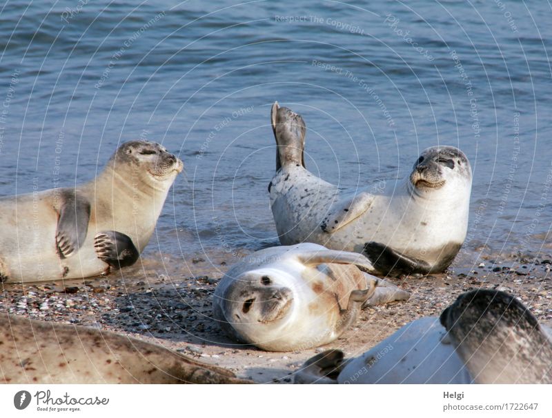 Sonnenbad... Umwelt Natur Tier Wasser Sommer Schönes Wetter Küste Strand Meer Nordsee Insel Helgoland Wildtier Robben 4 Tiergruppe Erholung liegen authentisch