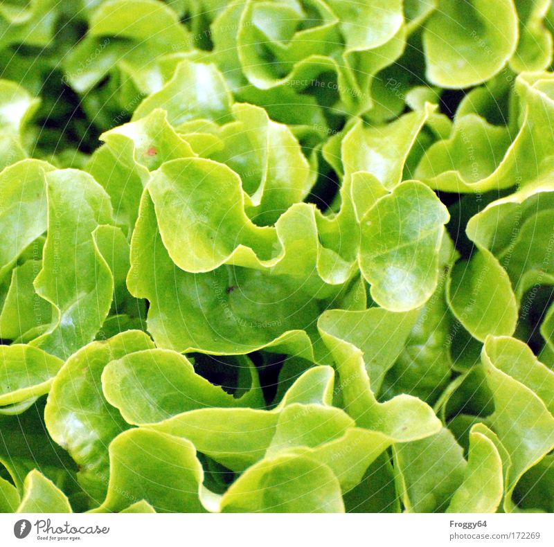 Salat Farbfoto Außenaufnahme Tag Vogelperspektive Blick nach unten Natur Pflanze Nutzpflanze Wachstum frisch Gesundheit grün erde wasser wachstum