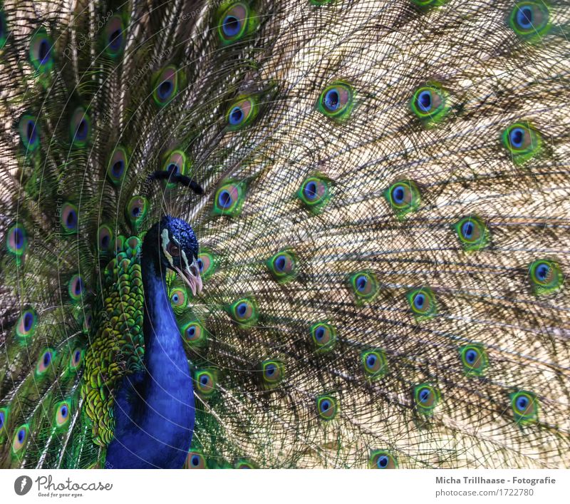 Pfau elegant Tier Wildtier Vogel Tiergesicht Flügel 1 Brunft leuchten Blick stehen exotisch glänzend schön natürlich blau mehrfarbig grün rot Tierliebe eitel