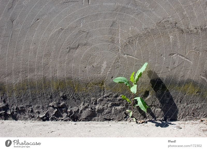 [PC-Usertreff Ffm]: Einzelgänger Farbfoto Außenaufnahme Tag Schatten Umwelt Pflanze Mauer Wand Fassade Wachstum trist Optimismus Kraft Willensstärke geduldig