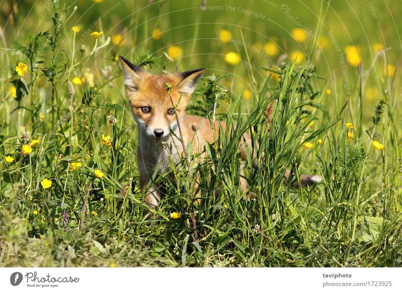 kleiner junger Fuchs schön Baby Umwelt Natur Tier Gras Pelzmantel Hund Tierjunges natürlich niedlich wild braun grün rot Tierwelt Säugetier Schamlippen