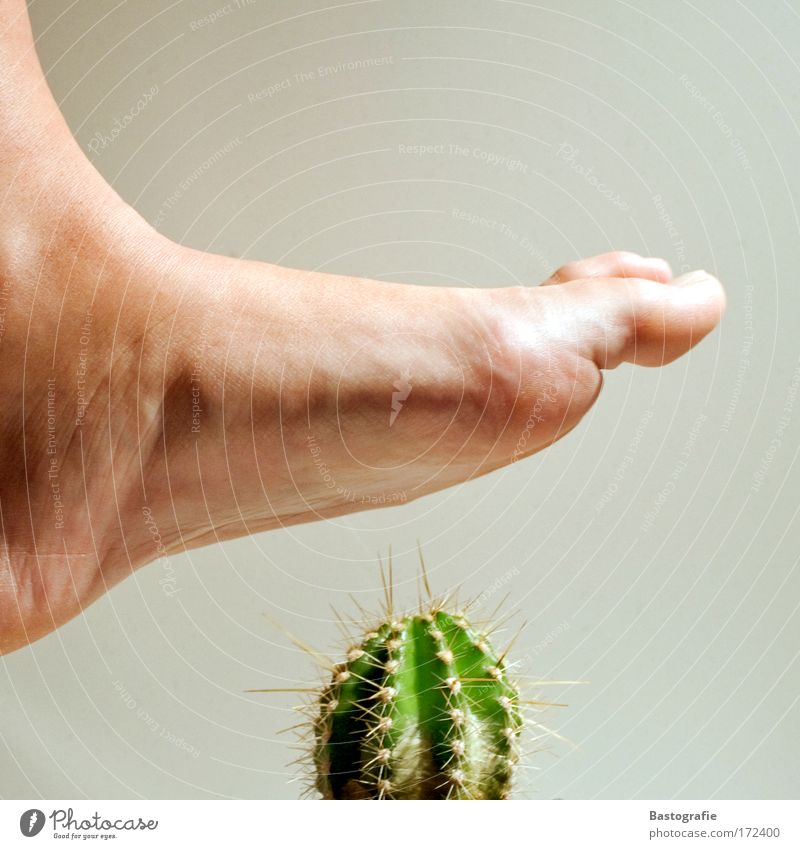 AUTSCH ! Farbfoto Beine Fuß Kaktus Gefühle Angst Pflanze Schmerz Zehen Fußtritt schreiten Wunde stechen stechender Schmerz Vorsicht bedrohlich stachelig
