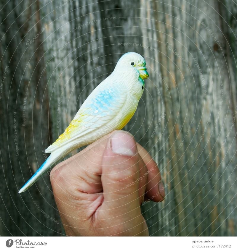 Vogelperspektive Farbfoto Außenaufnahme Hand Finger Tier Haustier beobachten Spielen Neugier niedlich Vertrauen Sicherheit Geborgenheit Tierliebe Zusammenhalt