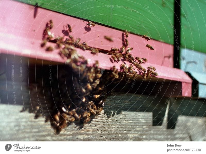 Der Schwarm Textfreiraum oben Textfreiraum unten Unschärfe Bewegungsunschärfe Tierporträt Nutztier Biene Honigbiene Tiergruppe grün rosa Tatkraft Mittelpunkt