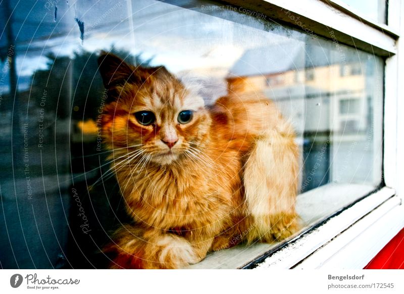 The other side of the world Fenster Tier Haustier Katze Tiergesicht Fell Pfote 1 beobachten liegen träumen ruhig Neugier Hoffnung Traurigkeit Sehnsucht Fernweh
