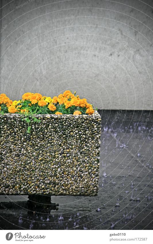 sommerregen Farbfoto Außenaufnahme Tag Umwelt grau Blume Mauer Regen nass feucht Orange Textfreiraum oben nachhaltig Klima Klimawandel Stadt Graz