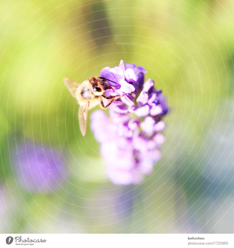 lecker Natur Pflanze Tier Sommer Schönes Wetter Blume Blatt Blüte Lavendel Garten Park Wiese Wildtier Biene Tiergesicht Flügel 1 beobachten Blühend Duft fliegen