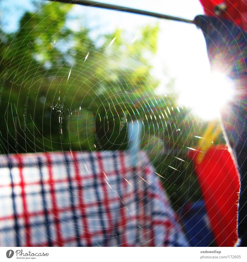 cobweb theorem Farbfoto Außenaufnahme Nahaufnahme Detailaufnahme Morgen Sonnenlicht Garten Hemd Spinngewebe Wäsche Wäscheleine Wäscheklammern dehydrieren