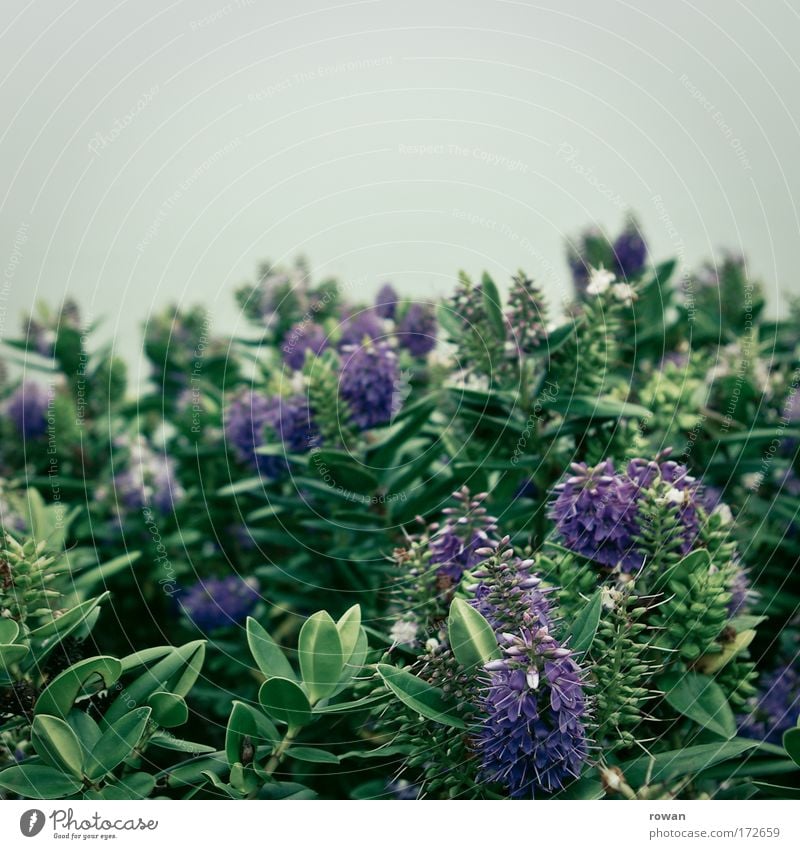 blühend Farbfoto Gedeckte Farben Textfreiraum oben Tag Natur Pflanze Blume Sträucher Blüte Grünpflanze exotisch Park schön violett