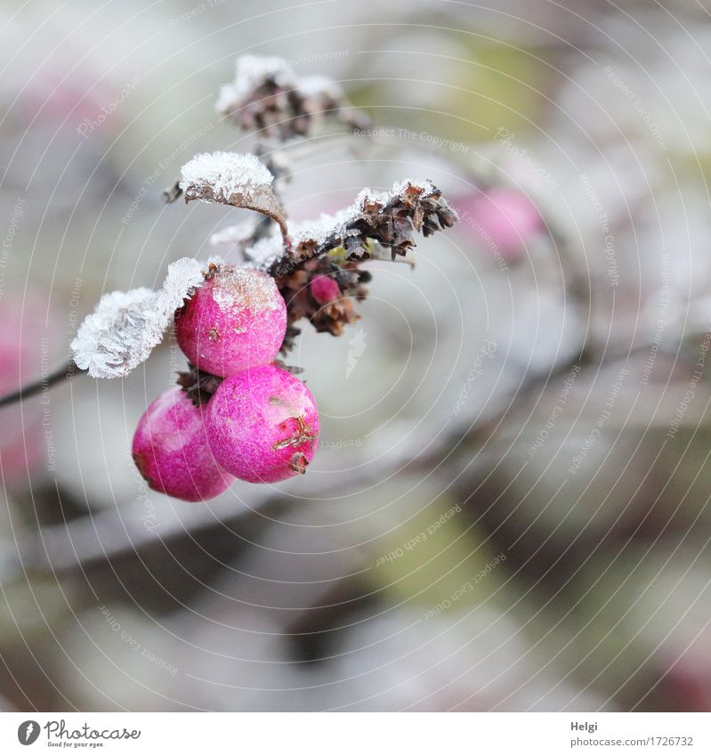 es wird kalt... Umwelt Natur Pflanze Winter Eis Frost Sträucher Blatt Schneebeere Beeren Garten frieren authentisch außergewöhnlich klein natürlich braun grau