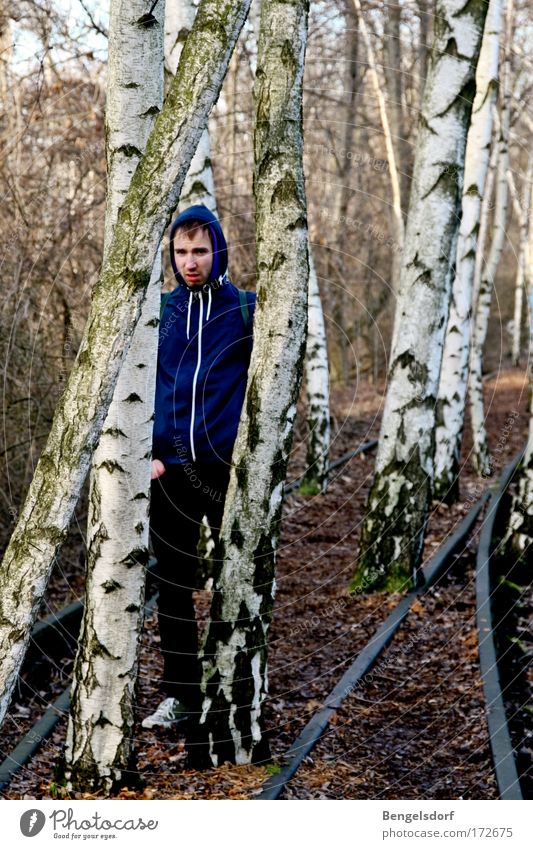 Birch trees Gleise Mensch Junger Mann Jugendliche 1 18-30 Jahre Erwachsene Natur Erde Herbst Baum Birkenwald Wald Jacke Kapuze Neugier blau braun schwarz weiß