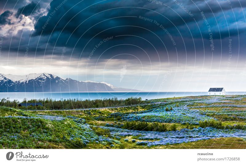 Island: Lupinen Wiese über atlantische Küste Erholung Ferien & Urlaub & Reisen Sommer Meer Schnee Haus Natur Landschaft Himmel Wolken Unwetter weiß