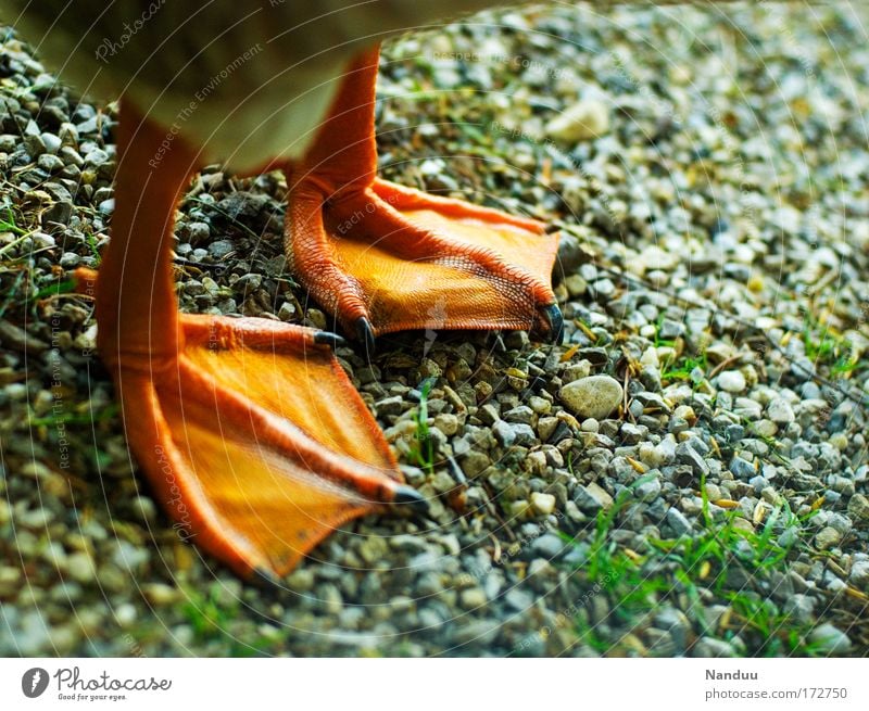 Barfuß Farbfoto mehrfarbig Außenaufnahme Menschenleer Tier Nutztier Ente Gans 1 stehen Tierfuß Schwimmhaut Krallen Boden Kies Quaken orange Vogel lustig