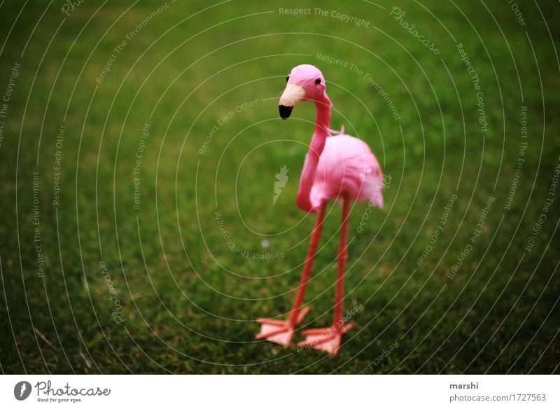 Penelope II Garten Park Wiese Tier 1 Gefühle Stimmung grün rosa Flamingo Dekoration & Verzierung lustig Vignettierung klein süß Tierschutz Zoo Außenaufnahme