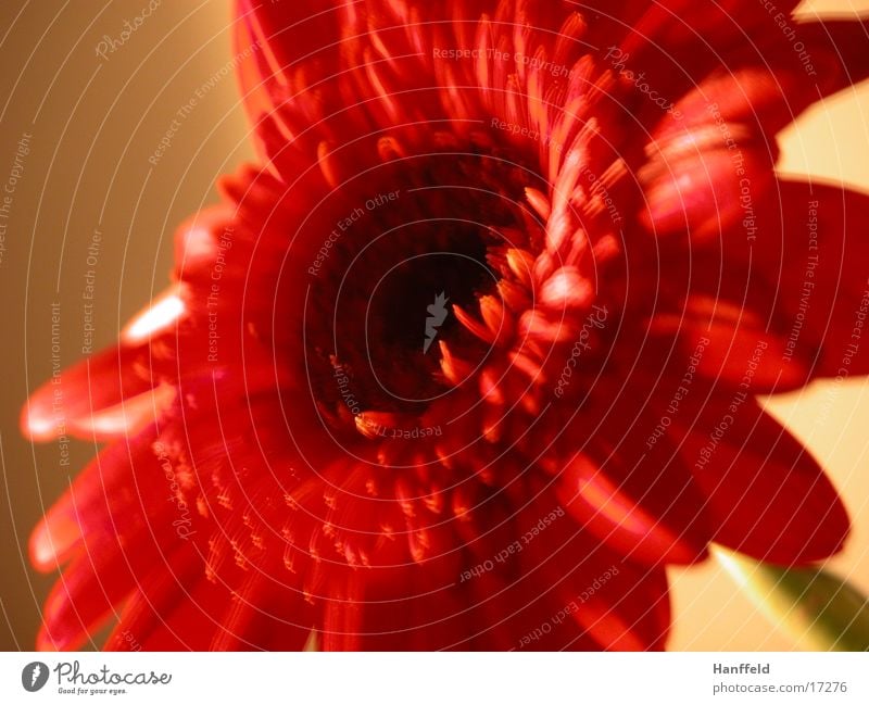 Zimmerblume Blume rot Beleuchtung Wohnung Wand Freizeit & Hobby Nahaufnahme Germini