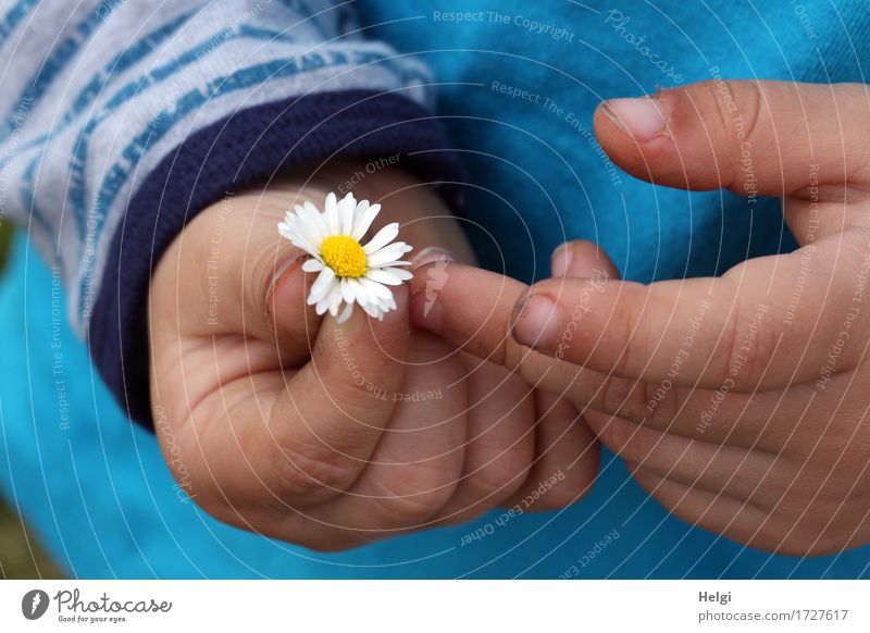 für Mama... Mensch Kleinkind Hand Finger 1 1-3 Jahre Pflanze Blume Gänseblümchen T-Shirt Blühend festhalten authentisch dreckig einfach frisch schön klein blau