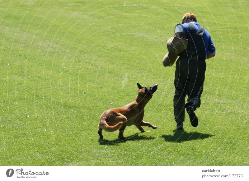 fang dich Farbfoto Außenaufnahme Fitness Sport-Training maskulin Mann Erwachsene 1 Mensch Tier Hund beobachten Bewegung Zusammensein Jagd laufen Spielen