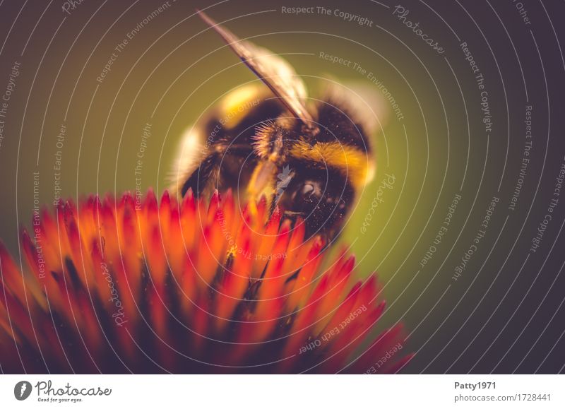 Pollensammlerin Tier Hummel 1 Arbeit & Erwerbstätigkeit Fressen gelb grün rot fleißig Ausdauer nachhaltig Natur Farbfoto Gedeckte Farben Außenaufnahme