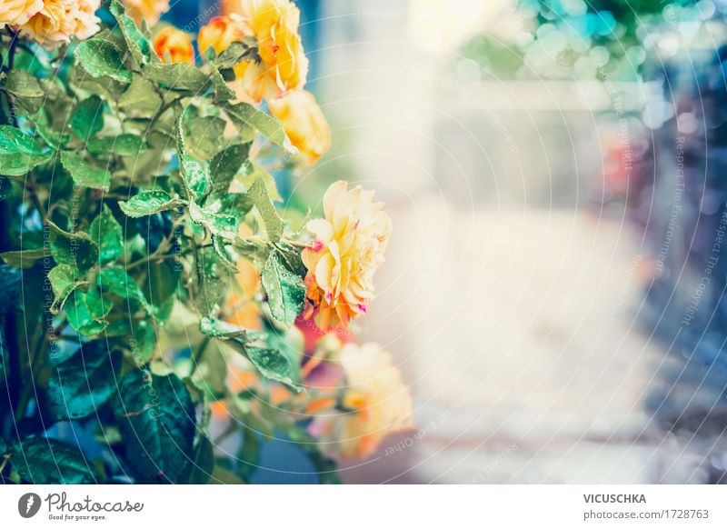 Gelbe Rosen mit Wassertropfen nach dem Regen Design Sommer Garten Valentinstag Natur Landschaft Pflanze Herbst Sträucher Blatt Blüte Park Blühend Liebe weich
