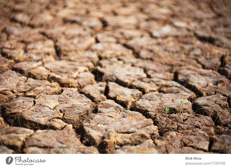 Dürre / drought Umwelt Natur Landschaft Pflanze Erde Klima Klimawandel Blatt Moor Sumpf Wüste trocken braun Umweltschutz verlieren Wandel & Veränderung