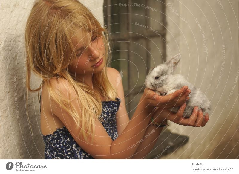 In tender hands: Mädchen mit Kaninchen in den Händen. Landwirtschaft Forstwirtschaft Mensch Kind 1 8-13 Jahre Kindheit Sommer Bauernhof Mauer Wand Fenster blond