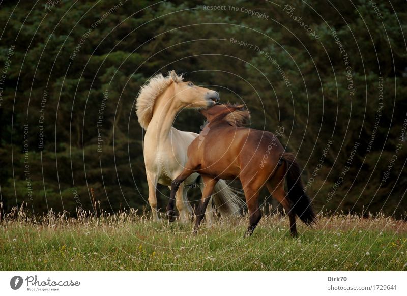 Wild Horses exotisch Reiten Landwirtschaft Forstwirtschaft Natur Landschaft Sommer Baum Gras Kiefer Wiese Wald Weide Dänemark Tier Haustier Nutztier Pferd Ponys