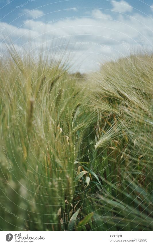 Ab durchs Feld Farbfoto Außenaufnahme Menschenleer Tag Natur Wolken Sommer Schönes Wetter grün Weizen Weizenfeld Mitte analog