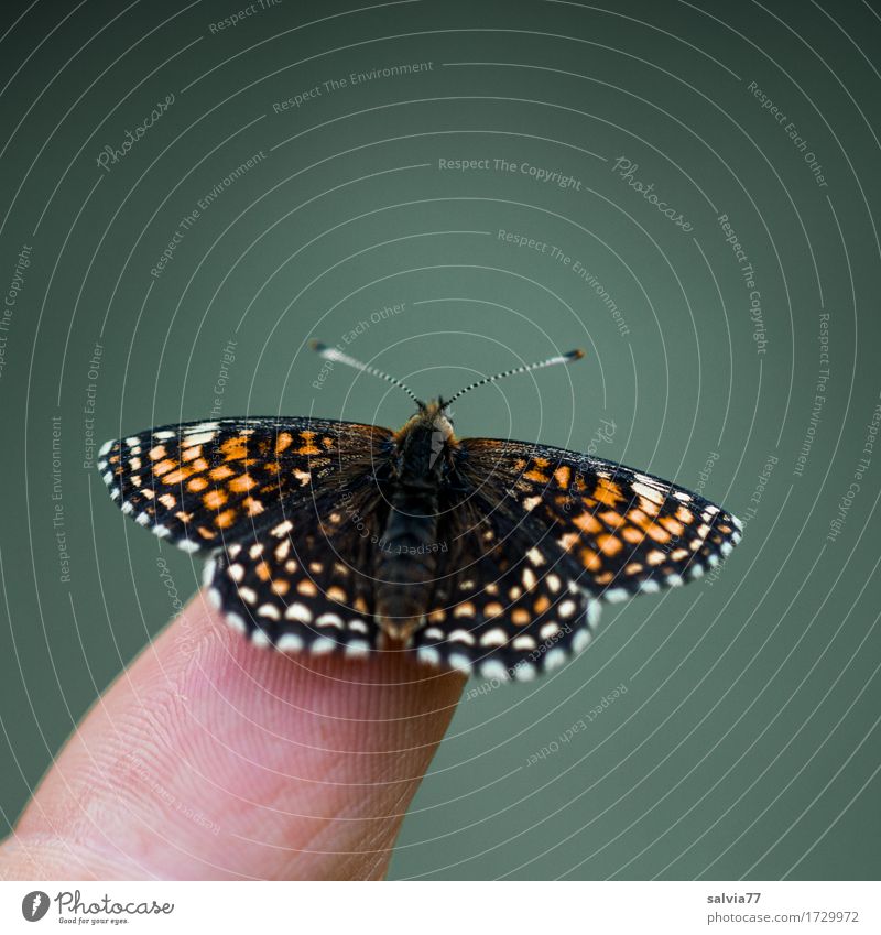 fliegt er gleich...? Finger Umwelt Natur Tier Sommer Moor Sumpf Wildtier Schmetterling Flügel Schuppen Insekt Scheckenfalter 1 beobachten berühren fliegen