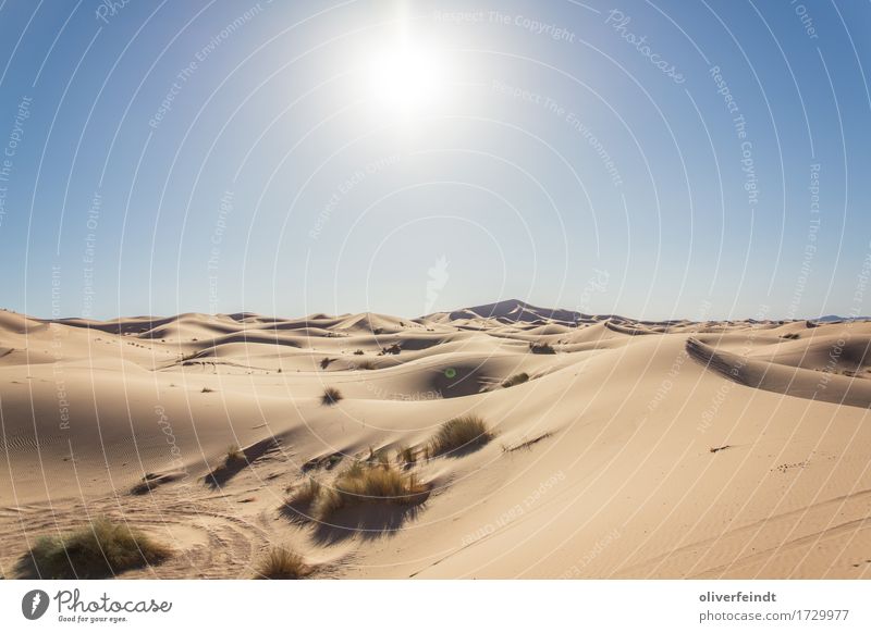 Sahara Ferien & Urlaub & Reisen Ausflug Abenteuer Ferne Freiheit Expedition Umwelt Natur Landschaft Urelemente Sand Himmel Wolkenloser Himmel Horizont Sonne