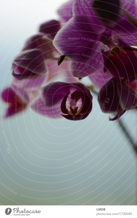 ...die dunkle Seite der Botanik Pflanze Blume Orchidee exotisch rosa violett Hintergrund neutral Orchideenblüte Topfpflanze Blütenknospen schön zart dunkel