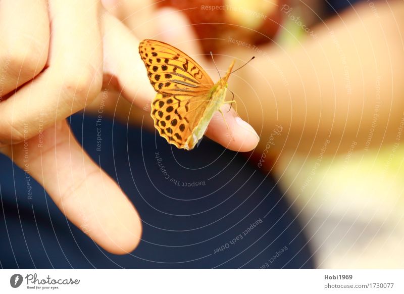 Schmetterling sitzt auf dem Zeigefinger einer Hand Finger Natur 1 Tier berühren schön nah orange Vertrauen Geborgenheit Tierliebe Gelassenheit geduldig ruhig