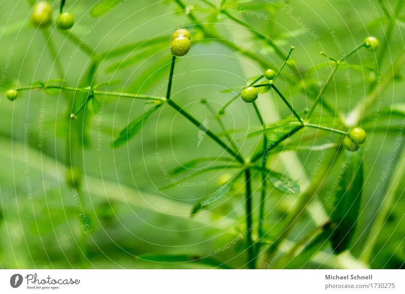Grün Umwelt Natur Pflanze Blütenknospen Gesundheit natürlich grün Beginn Farbfoto Außenaufnahme