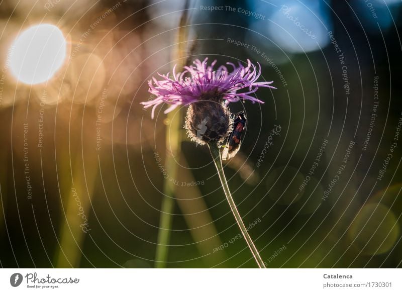 Schlafplatz gefunden; Sechsfleck Widderchen  und Kornblume im Gegenlicht Natur Pflanze Tier Himmel Sonnenlicht Sommer Blüte Wiese Alpen Wildtier Schmetterling
