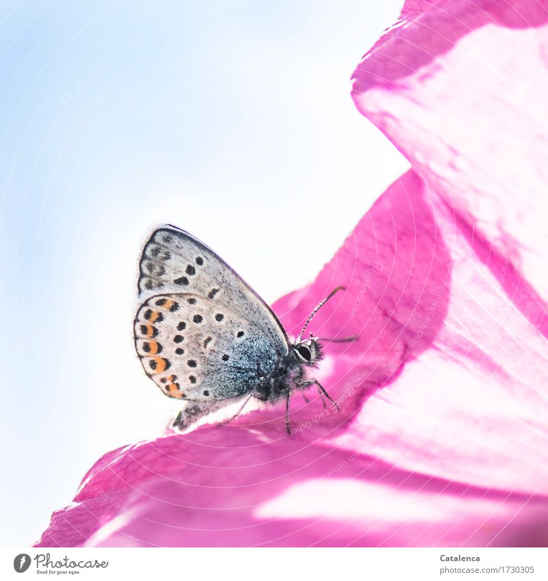 Pink & blau Natur Pflanze Himmel Blume Rose Blüte Wiese Tier Wildtier Schmetterling Insekt Bläulinge 1 Duft krabbeln ästhetisch orange rosa Fröhlichkeit Design