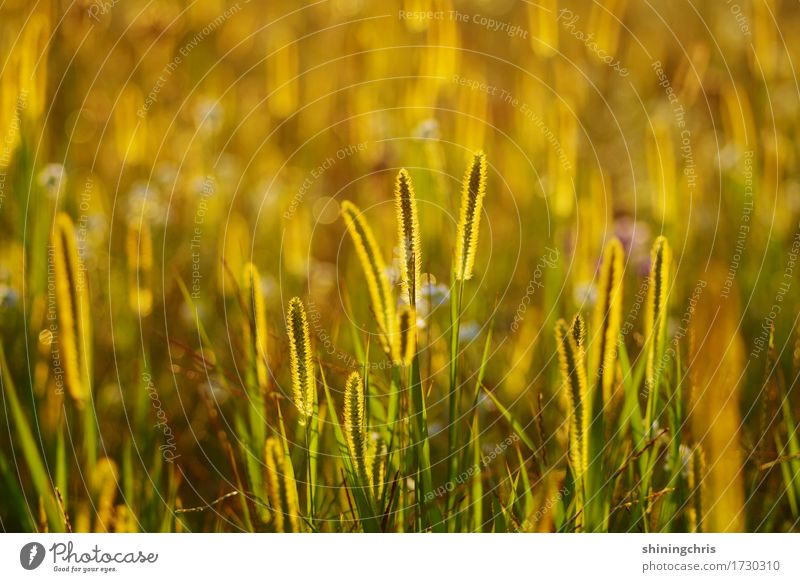 glow Natur Landschaft Tier Sonnenlicht Sommer Wetter Schönes Wetter Gras Wiese Feld leuchten Wärme gold grün Stimmung Zusammensein Zusammenhalt Farbfoto