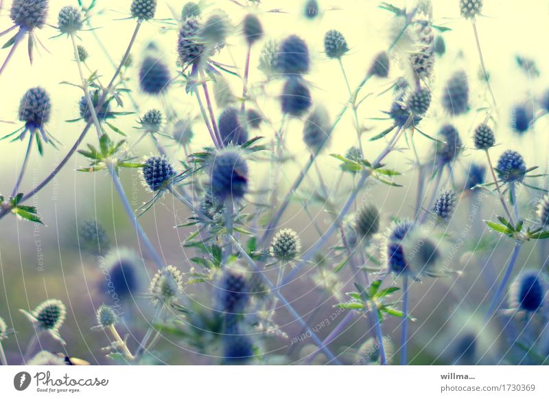 Stichhaltiges Blaudistel Distel Spitze stachelig sommerlich Natur Pflanze durcheinander Farbfoto Außenaufnahme stichhaltig