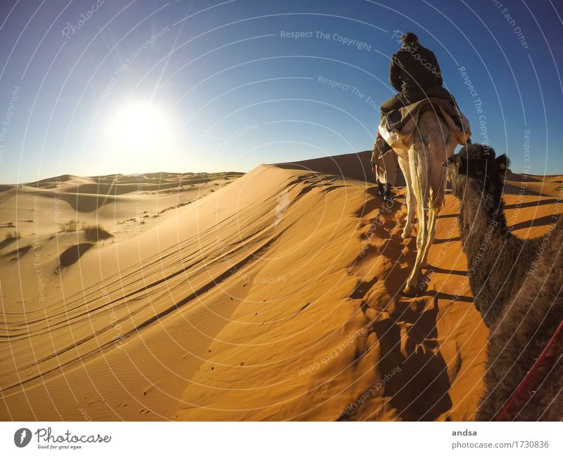 Sahara II Reiten Ferien & Urlaub & Reisen Tourismus Ausflug Abenteuer Ferne Freiheit Expedition Sommer Sommerurlaub Sonne Strand Junger Mann Jugendliche