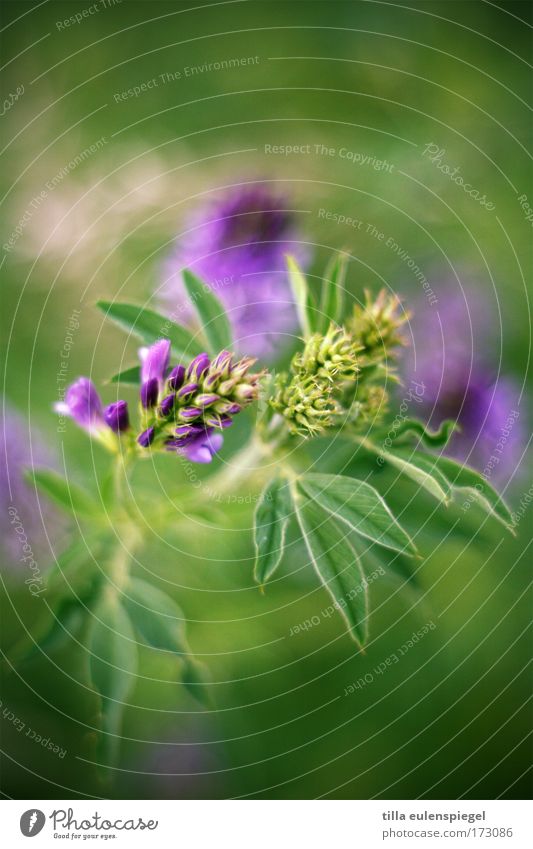8 Farbfoto Außenaufnahme Pflanze Wiese grün violett Farbe Blume Farbenspiel