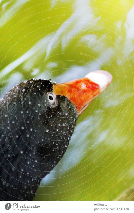 schwitzender schwan, schwarzer Schwan Kopf Schnabel Schwarzschwan Trauerschwan Wassertropfen Cygnus atratus Blick mehrfarbig Außenaufnahme Tierporträt
