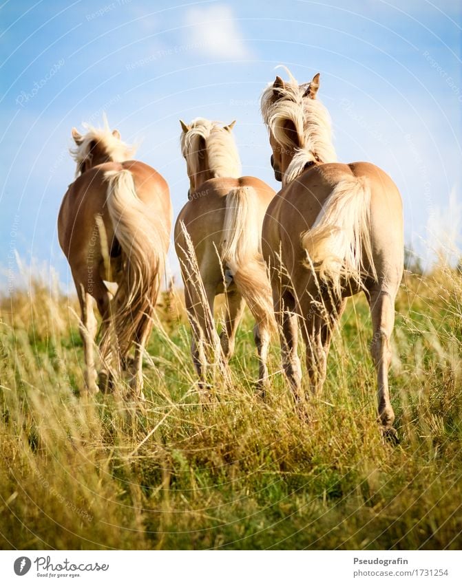 Drei Haflinger Tier Nutztier Pferd 3 rennen Bewegung gehen laufen ästhetisch blond Fröhlichkeit schön natürlich braun gold Stimmung Freude Lebensfreude Kraft