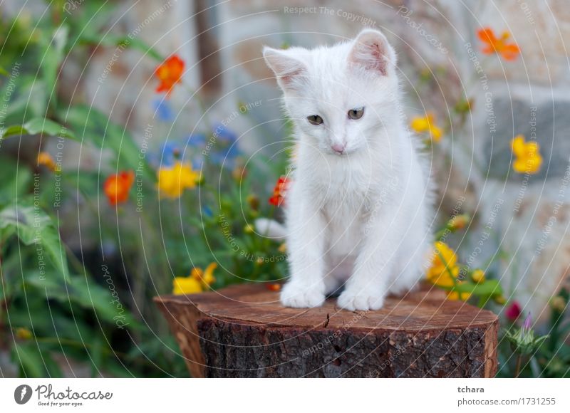Kleine weiße Katze schön Sommer Garten Natur Tier Blume Gras Pelzmantel Haustier sitzen klein niedlich grün Katzenbaby heimisch vereinzelt Bilder gestreift